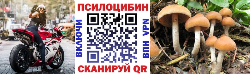 купить наркотик  Фёдоровский  Галлюциногенные грибы Psilocybine cubensis 